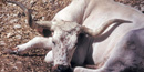 Longhorn in repose