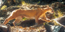 Mountain lion on the Boot Canyon Trail