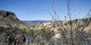 Ocotillo and bluebonnets