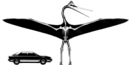 Size comparison between pterosaur and a modern automobile