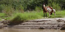 Trespass livestock along the Rio Grande