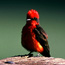 Vermillion flycatcher