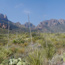 Pine Canyon is great bear habitat