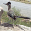Roadrunner Roadrunner