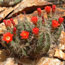 Claret cup cactus