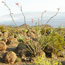 Ocotillo