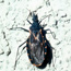 Cone-nose Bug