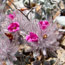 wildflowers