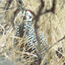 Montezuma Quail