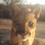 Mountain Lion Country!