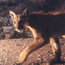 A mountain lion on the prowl