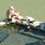 A lone bather at the Hot Springs