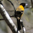 Scott's oriole
