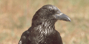 Common crow, NPS photo