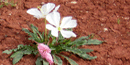 Evening primrose with red chugwater background, photo by Sharon Genaux