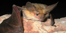 Pallid bat photo by Doug Keinath