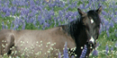 Pryor Mountain Wild horse in a lupine meadow, photo by Kayla Grams