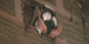 Spotted Bat resting at the Bighorn Canyon Visitor Center, photo by J. Ryan