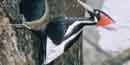 Ivory-billed Woodpecker
