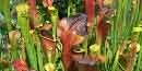 Pitcher Plant