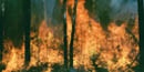 Prescribed Burn