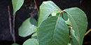 Poison Ivy
