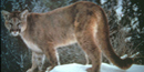 Mountain lion standing on snow