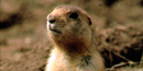 Utah Prairie Dog