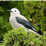 Clark's Nutcracker in a juniper tree (Click for more information.)