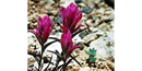 Bryce Paintbrush, known also as the Reveal Paintbrush