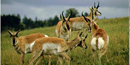 small herd of Pronghorn Antelope