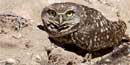 A burrowing owl guarding its burrow at Casa Grande Ruins.