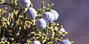 Juniper Berries