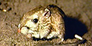 Kangaroo Rat