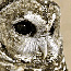 Mexican Spotted Owl