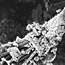 Soilcrust on the Web