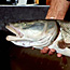 Colorado pikeminnow