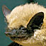Bat Inventory