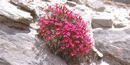 Rabbit Valley Gilia in a crack in rocks at Capitol Reef