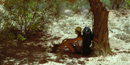 Hiker resting under a tree, enjoying the shade