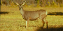 Mule Deer, Doe, standing in a meadow