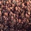 Where do Brazilian (Mexican) free-tail bats go in the winter?