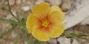 Bowl flax.