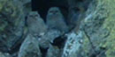 Color photograph by David Umbach of 2 fledgling Great Horned Owls.