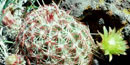 color photograph of pincushion cactus with blossom