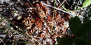 color photograph of swarm of ladybugs covering tree trunk