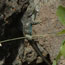  color photograph of lizard clinging to side of rock.