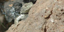 Color photograph by David Umbach of lizard peeking over edge of rock.