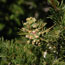  closeup color photograph of pinyon pine needles and immature cone