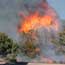 Color photo of flames in juniper and oak thicket.